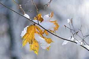 Ahornblatt