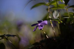 Immergrünes Bokeh