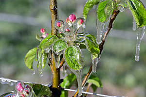 Apfelblüte