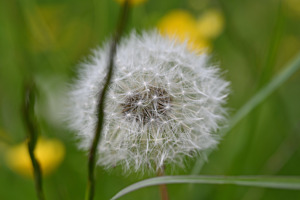 Pusteblume