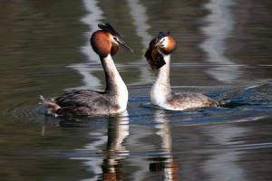 Die grosse Liebe