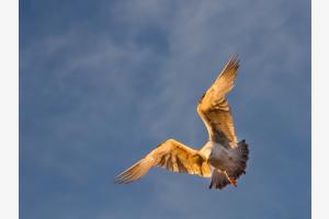 Möwe im Angriff