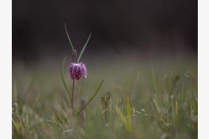 Schachbrettblume