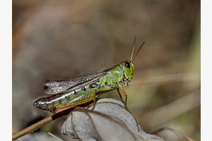 Gebirgsgrashüpfer