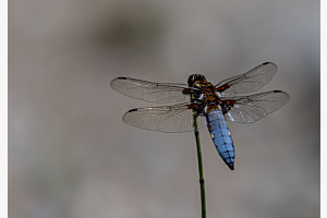Plattbauchlibelle