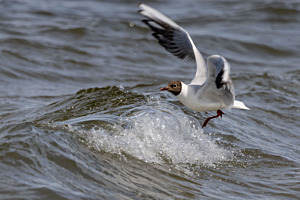 Möwe im Kampf gegen die Wellen