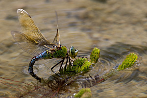 Plattbauch-Weibchen beim Eierlegen