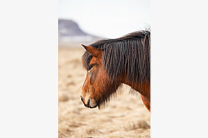 Iceland