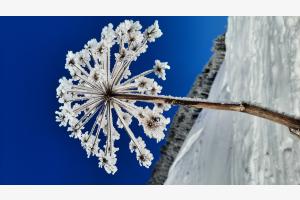 Riesenkerbel im Winterkleid Riesenkerbel im Winterkleid