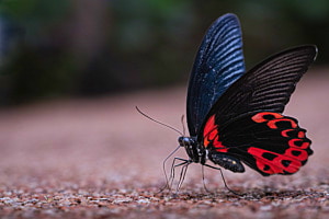 Papiliorama I