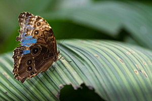 Papiliorama II