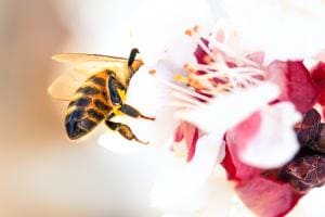 Bienen Akrobatik 
