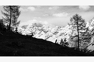 Steinbock im Lötschental
