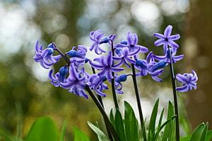 Frühling in blau