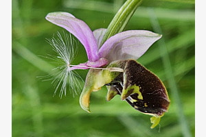 Orchidee