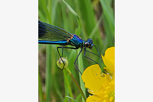 Libelle