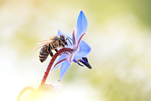 Bienen Details