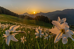Narzissen im ersten Sonnenlicht: früh aufstehen lohnt sich (fast) immer