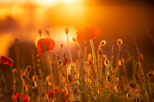 Mohnblume im Goldlicht