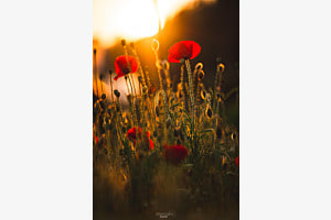 Mohnblumen Kunst
