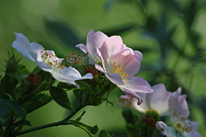 Hecken-Rose