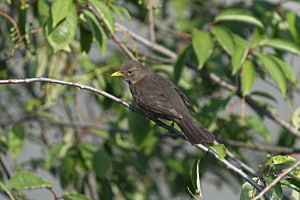 Amselportrait