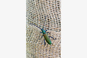 Käfer
