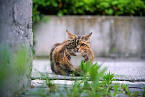 Hauskatze