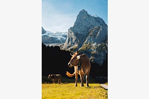 Kuh im Berner Oberland Kuh im Berner Oberland