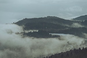 Wald in den Wolken