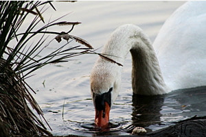 white swan white swan