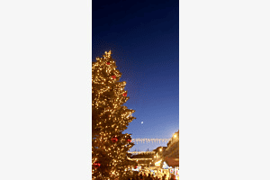 Weihnachtsbaum 