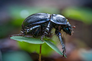Käfer