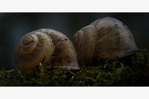 Schnecke