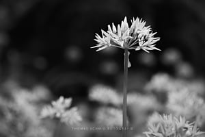 Alleine