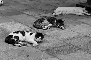 Katzen