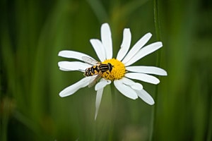 Biene