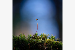 Wald