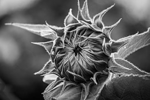 Sonnenblume
