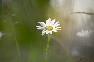 Blume Blume