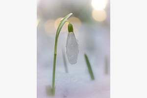 Schnee Schnee