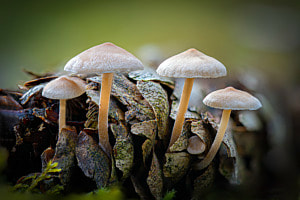 Pilze