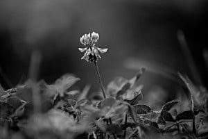 Blume Blume