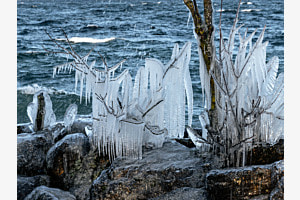 Weihnachtsschmuck der Natur Weihnachtsschmuck der Natur