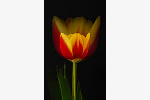 Tulpe (ICM - Intentional camera movement)