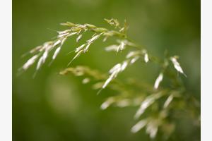 Gras im Wind