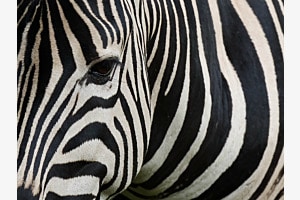 Zebrastreifen 1