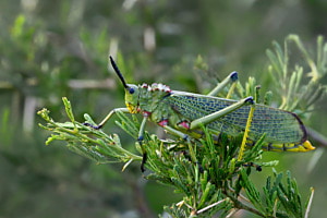 Tarnfarben - Heuschrecke in Südafrika (Phymateus viripides)
