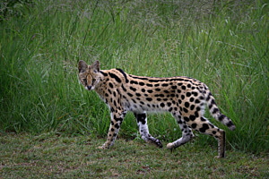Watch out, you might be next! - Serval, South Africa