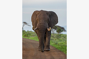 Aug in Aug auf Safari Aug in Aug auf Safari